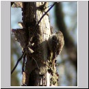 Certia brachydactyla - Gartenbaumlaefer - 01.jpg